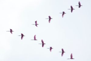 Image of birds flying in a "v"